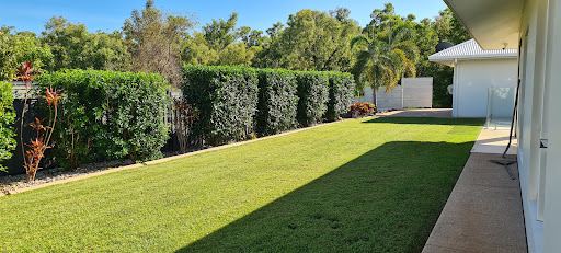 Mown lawn bordered by a clipped hedge beside a house, with palm trees behind