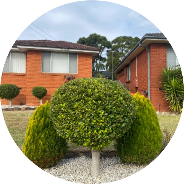 Round clipped standard shrub between two conical shrubs in a pebble garden bed, in front of a brick house